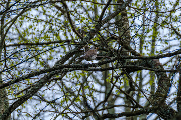 The common starling or European starling (Sturnus vulgaris) feeding in the green field