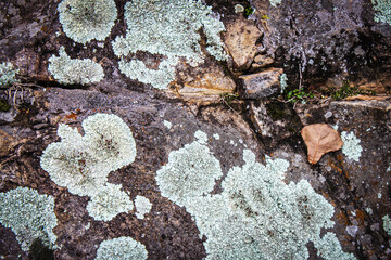 Background ofa tumble of  rocks covered with mossy lichen - a composite organism that arises from...