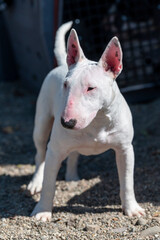 Miniature white bull terrier