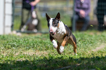 Tri colored mini bull terrier chasing a lure