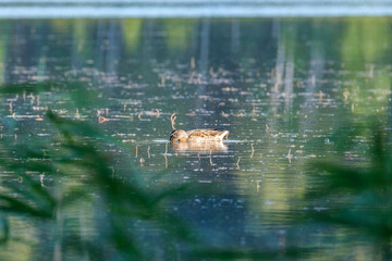 pair of ducks swimming in the pond