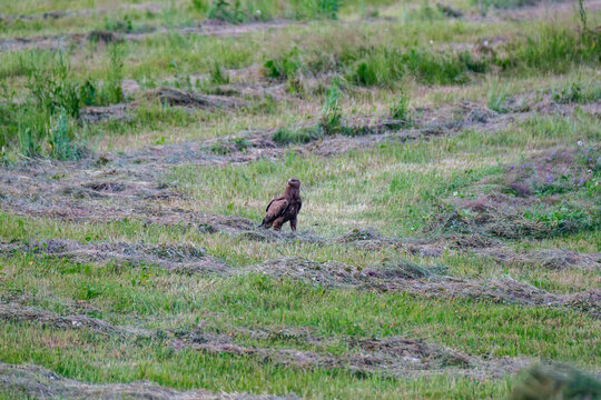 large hawk hunting for pray above fields