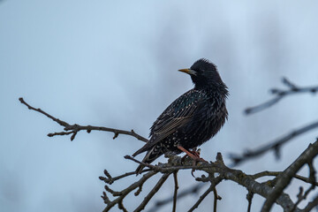 The common starling or European starling (Sturnus vulgaris) feeding in the green field