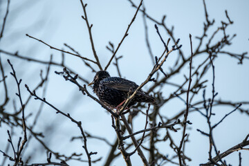 The common starling or European starling (Sturnus vulgaris) feeding in the green field