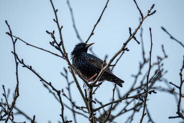 The common starling or European starling (Sturnus vulgaris) feeding in the green field
