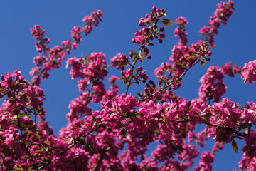 Pink Flowers Against a Blue Sky