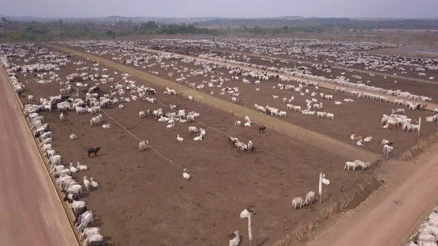 Aerial drone view of many oxen grazing on sunny summer day on feedlot cattle farm in Amazon, Para, Brazil. Concept of agriculture, environment, ecology, economy, exportation, meat, livestock, co2. 4K
