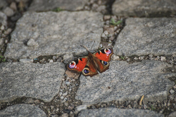 Fototapeta na wymiar butterfly sitting on the ground