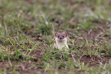 stoat (Mustela erminea) Swabian Alps  Germany