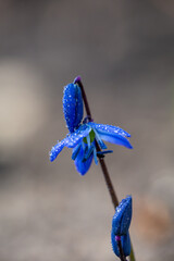 Small blue Scilla siberica flower in raindrops in springtime macro photography. Blooming Siberian...