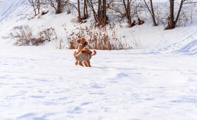 Cute small golden dogs playing in snow outdoors. Family dog lifestyle.
