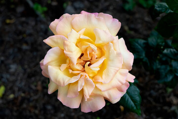 Pink English Rose in the English garden