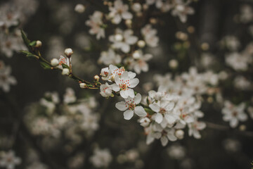 Flowering tree close up