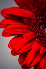 Macro photo of gerbera flower with water drop. floral background