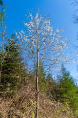 In der Gegend um Koblenz