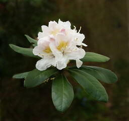 Rhododrendron flower