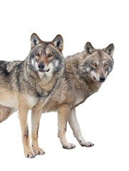 Obraz premium wolf and she-wolf isolated on white background