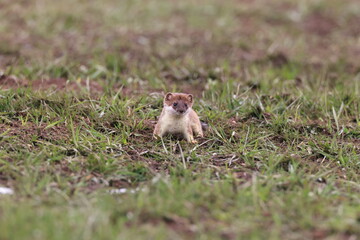 stoat (Mustela erminea) Swabian Alps  Germany
