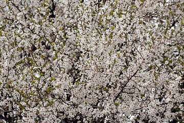 Kwiaty, drzewo, wiosna