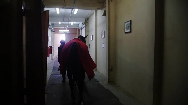 Equestrian - a woman brings a horse covered with a red cape into the arena