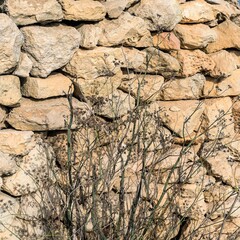 Fototapeta na wymiar Malta, Marsaxlokk, August 2019. Natural stone wall and dry plant.