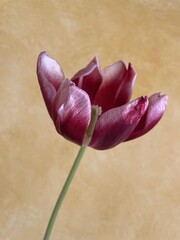 Macro Tulipán