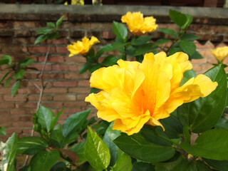 Beautiful yellow hibiscus flowers in the garden