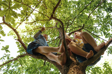 Two happy mischievous boys play together, climbing a tall tree in the forest. Joyful games for...