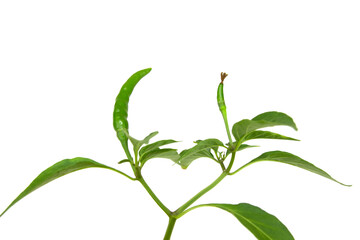 Capsicum and leaves on a white background