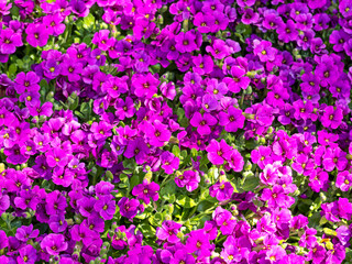 Obraz premium Pretty purple flowers of Aubrieta Kitte Purple
