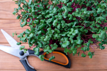 Microgreens on top, next to scissors. Young radish sprouts