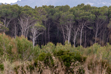 Mediterranean landscape with pine tree forest seen through grass in evening light in mallorca.