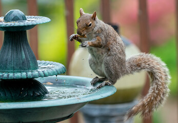 Squirrel mounts the fountain top find a peanut