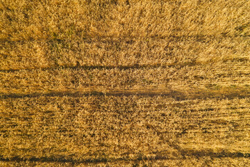 Wheat field texture top view. Grain crop field aerial view. Wheat fields in the south of Kazakhstan