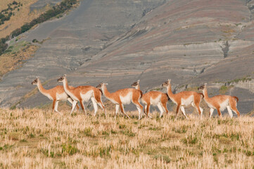 GUANACO (Lama guanicoe) Torres del Paine - Chile, Patagônia chilena