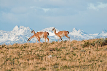 GUANACO (Lama guanicoe) Torres del Paine - Chile, Patagônia chilena