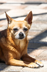 Senior Chihuahua 