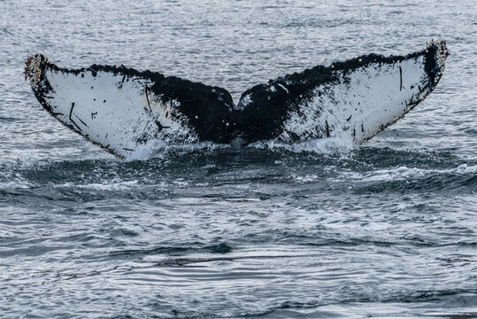 Cauda da BALEIA-JUBARTE (Megaptera novaeangliae) na regi&atilde;o do Estreito de Magalh&atilde;es, onde elas se encontram e se alimentam na Patag&ocirc;nia Chilena, Chile