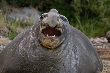 ELEFANTE-MARINO-DO SUL (Mirounga leonina), mamífero marinho, na patagônia chilena, Chile
