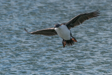 CORMORÃO-IMPERIAL (Phalacrocorax atriceps) em voo no extremo sul do continente americano na Patagônia Chilena, Chile