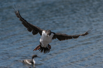 CORMORÃO-IMPERIAL (Phalacrocorax atriceps) em voo no extremo sul do continente americano na Patagônia Chilena, Chile