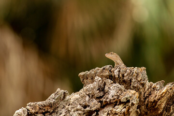 Lizard Brown Anole on a rock / Florida Wildlife 