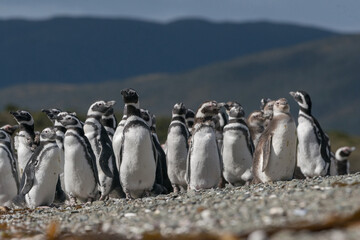 Colônia de PINGUIM-DE-MAGALHÃES - Spheniscus magellanicus, no extremo sul do continente...