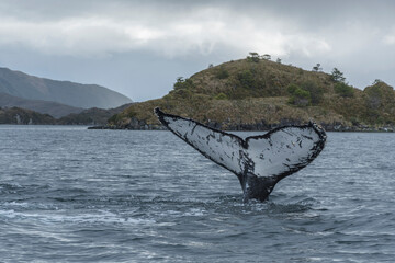 BALEIA-JUBARTE (Megaptera novaeangliae) no Estreito de Magalhães, na Pagaônia Chilena, Chile,...