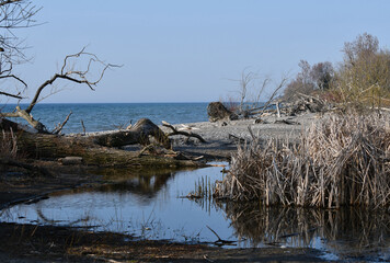 Shore line where marsh meets lake
