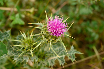 A close up of a purple Galactites tomentosus moench.  