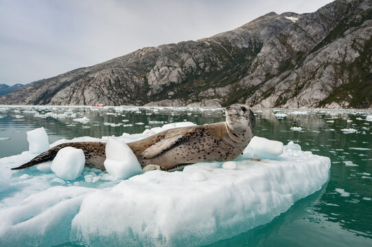 FOCA-LEOPARDO (Hydrurga leptonyx), descansando sobre gelo num fiorde no extremo sul da Patag&ocirc;nia Chilena.