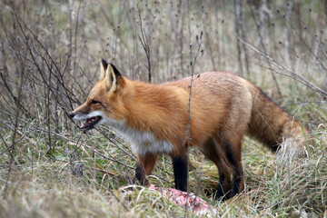Fox killing and eating Canada goose at the harbour beach area