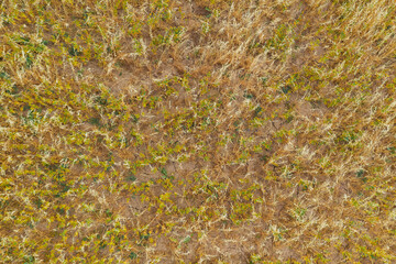 A field of oats and safflower. Oat field texture top view. Oats mixed with rasp on the field in the...