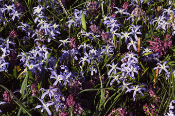 Bright blue flowers bloomed in spring
